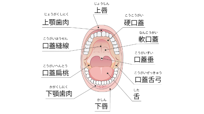 口腔内マッサージ3【レーヴルS】