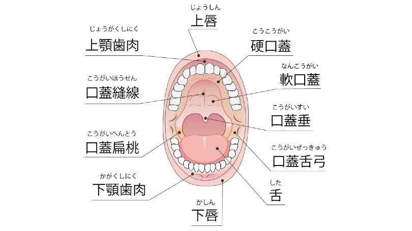 口蓋マッサージ | ルポレヴル
