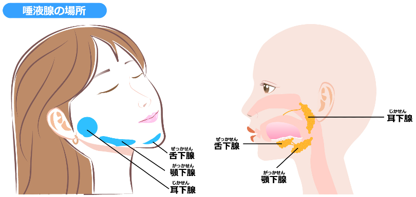 唾液腺マッサージ | ルポレヴル