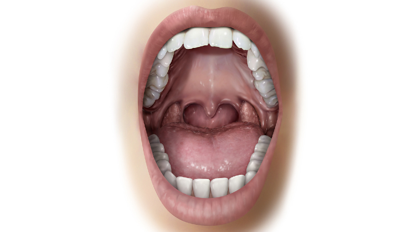 口腔施術部位 | ルポレヴル